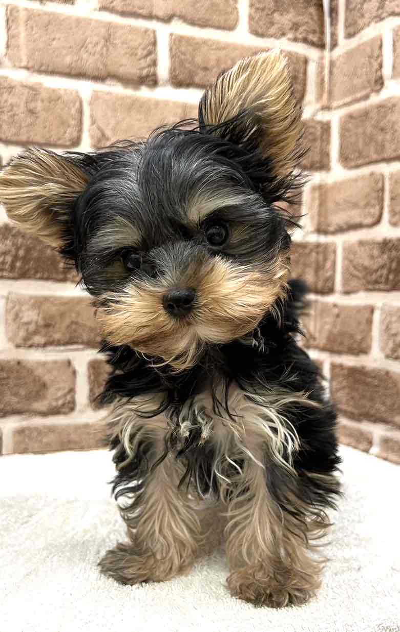 ♡ヨークシャテリア、オーダーページ② ♡ヨークシャテリア、オーダーページ② ヨークシャー・テリア｜ペット